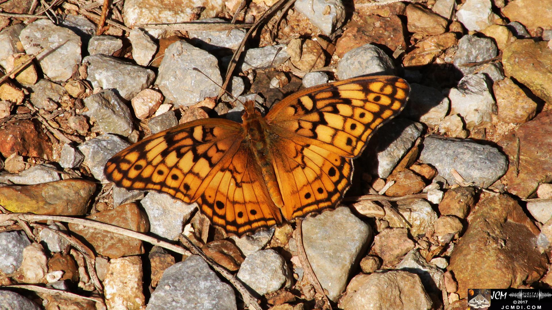 Variegated Fritillary feeding on road